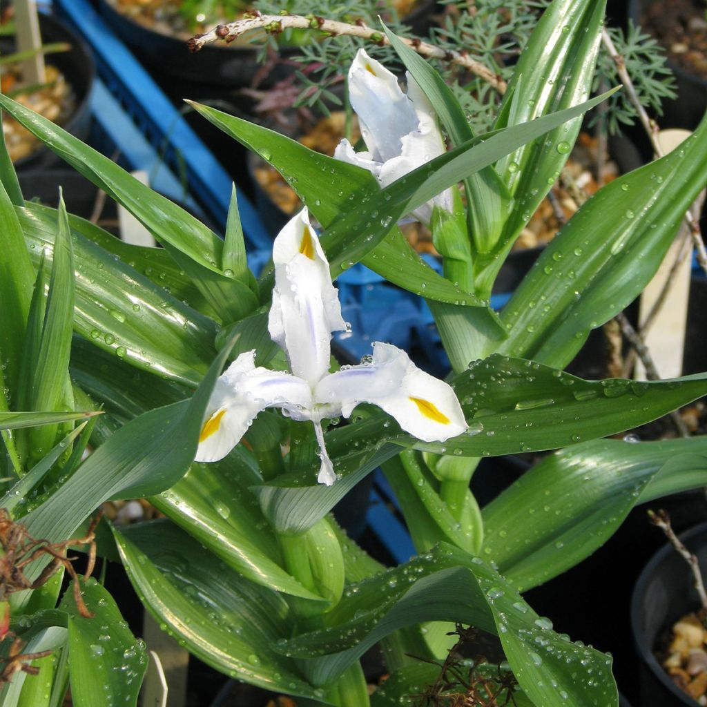 Iris magnifica alba - Iris majestueux