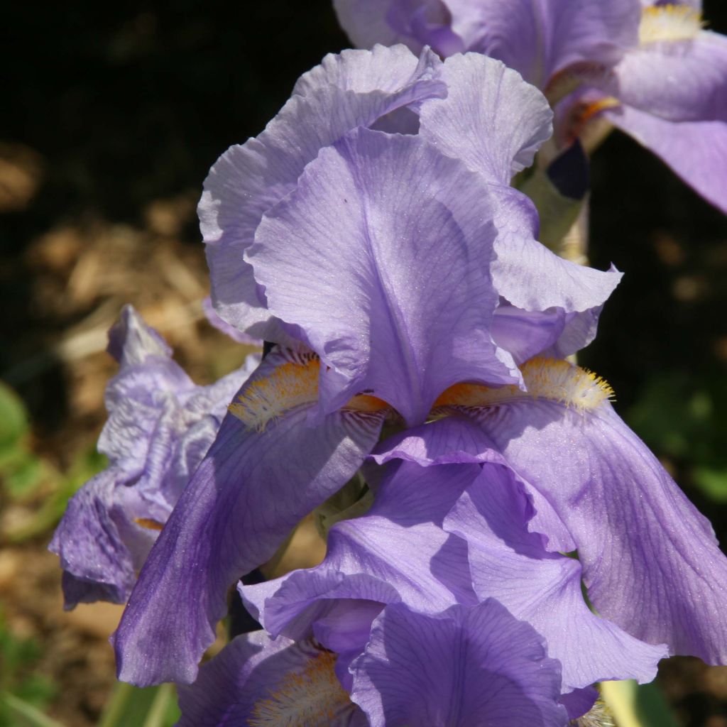 Iris pallida Variegata - Iris pâle panaché de jaune.