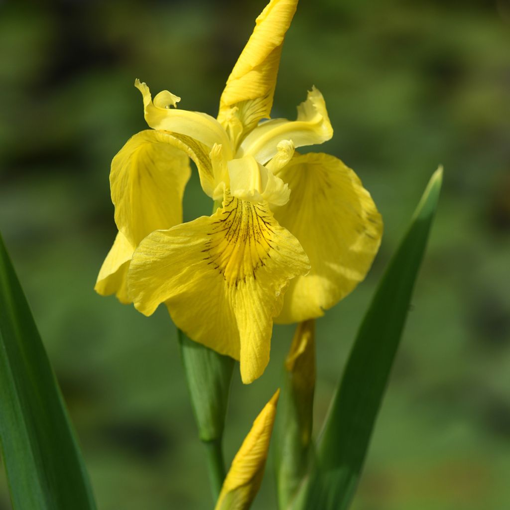 Iris pseudacorus - Iris des marais