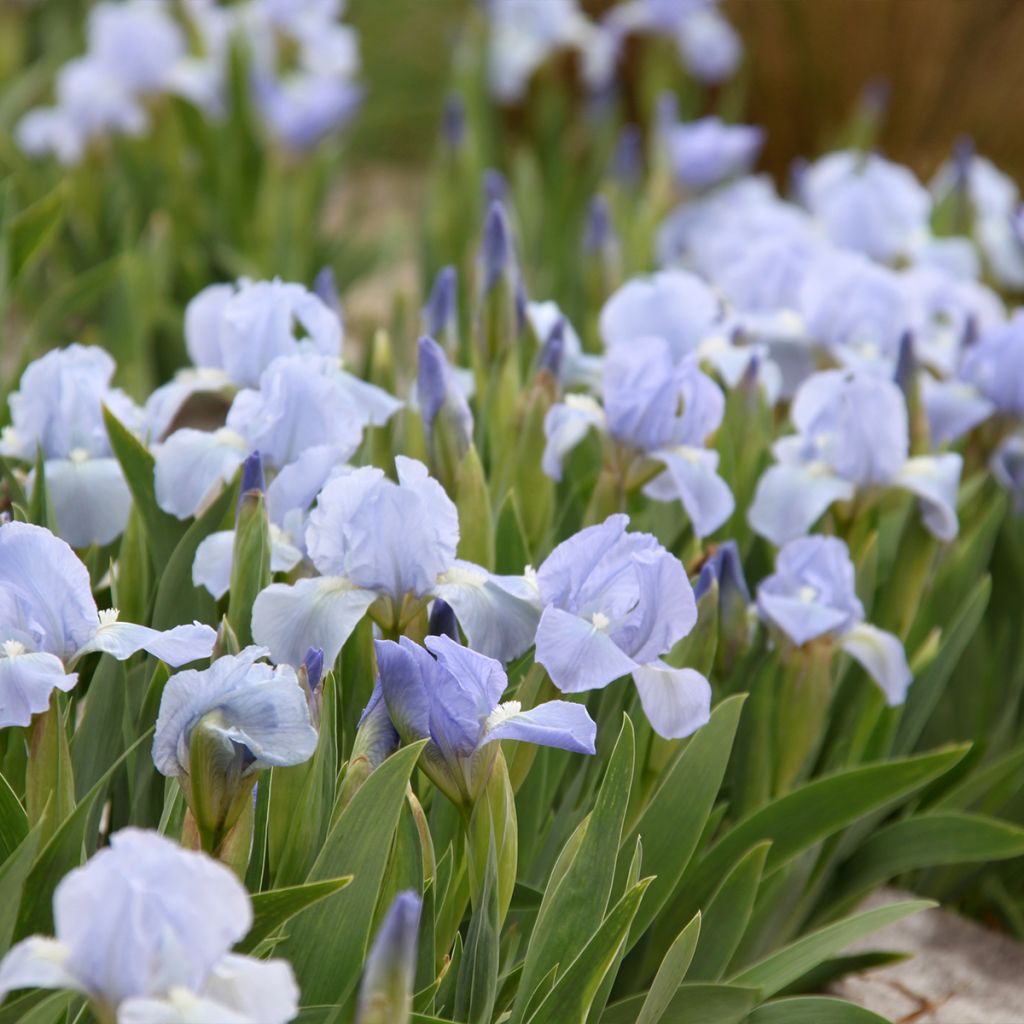 Iris pumila Azurea - Iris nain ou Iris de rocaille