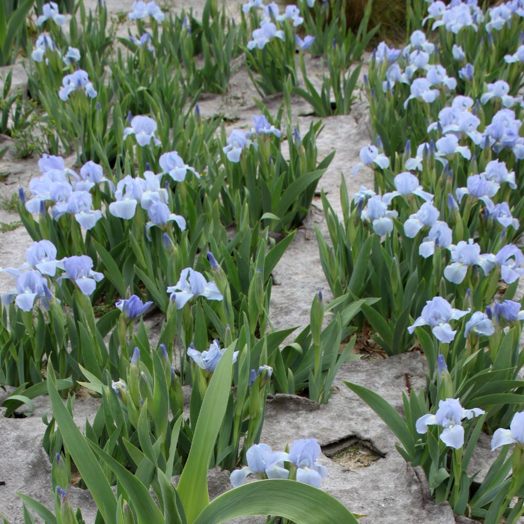 Iris pumila Azurea - Iris nain ou Iris de rocaille