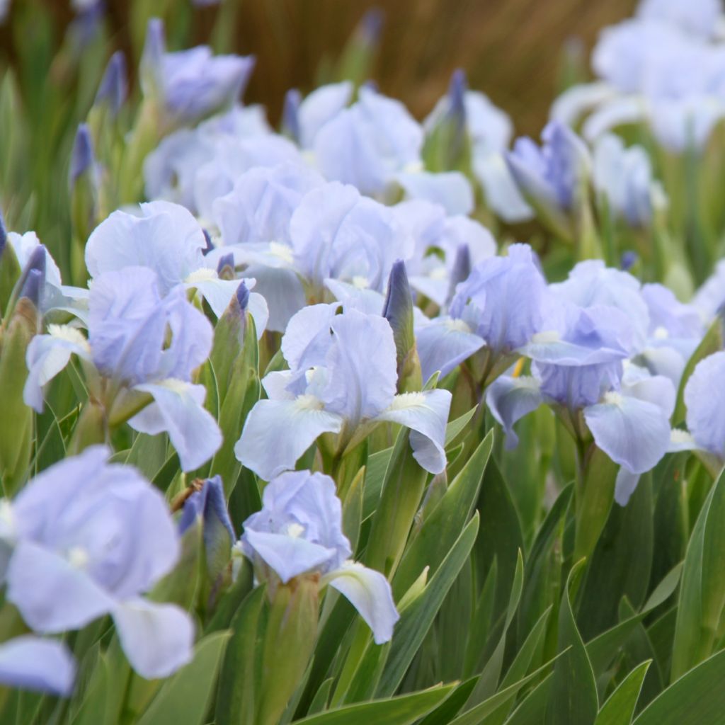 Iris pumila Azurea - Iris nain ou Iris de rocaille