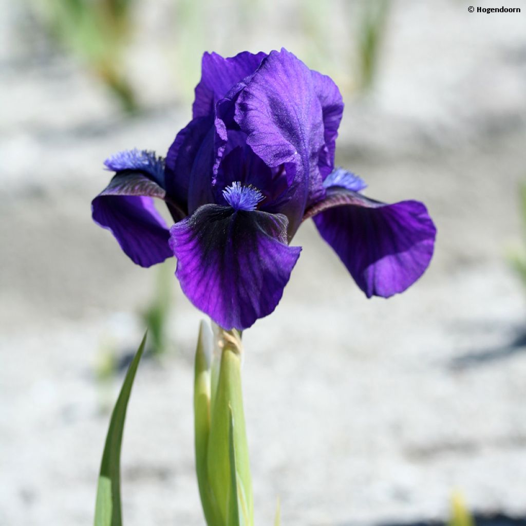 Iris pumila Brannigan - Iris nain ou de rocaille