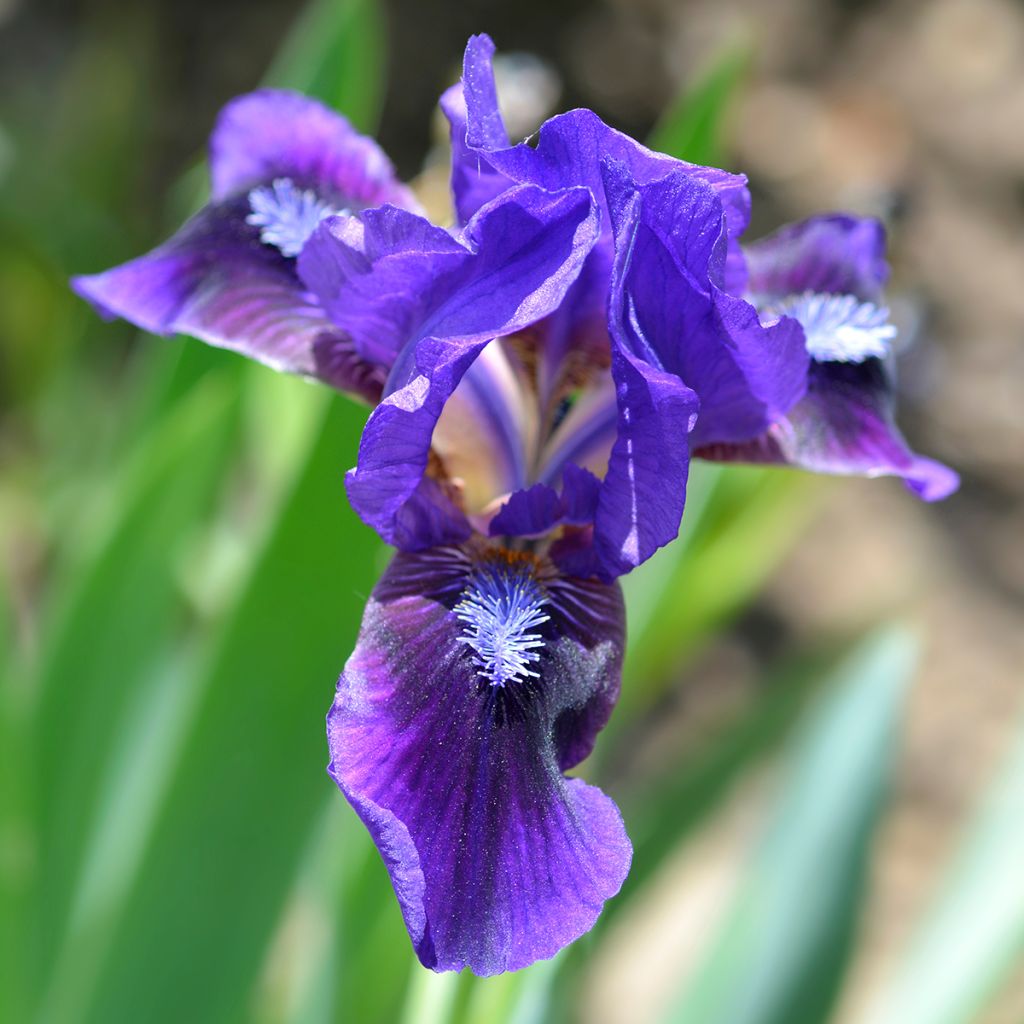 Iris pumila Brannigan - Iris nain ou de rocaille