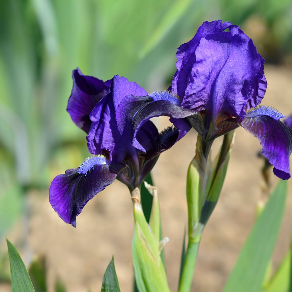 Iris pumila Brannigan - Iris nain ou de rocaille