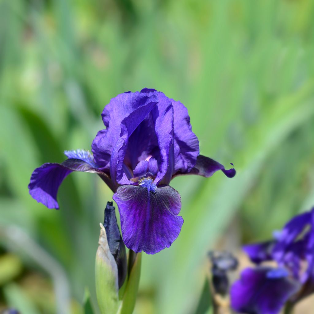 Iris pumila Brannigan - Iris nain ou de rocaille