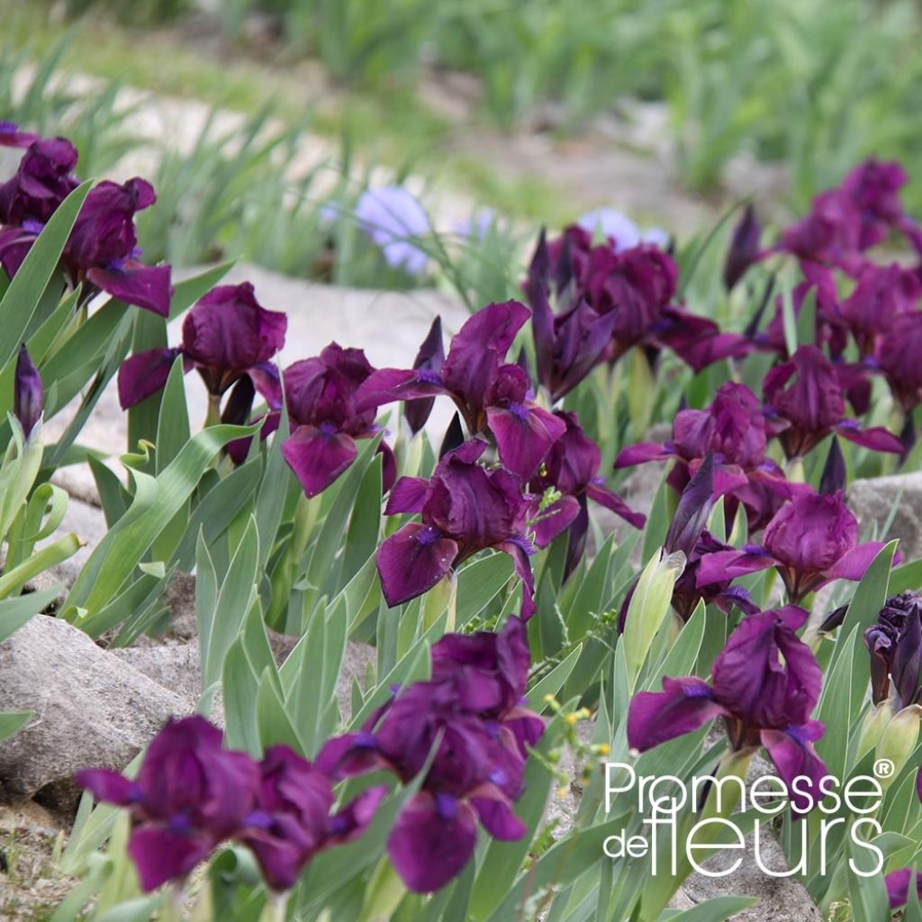 Iris pumila Cherry Garden - Iris des Jardins nain