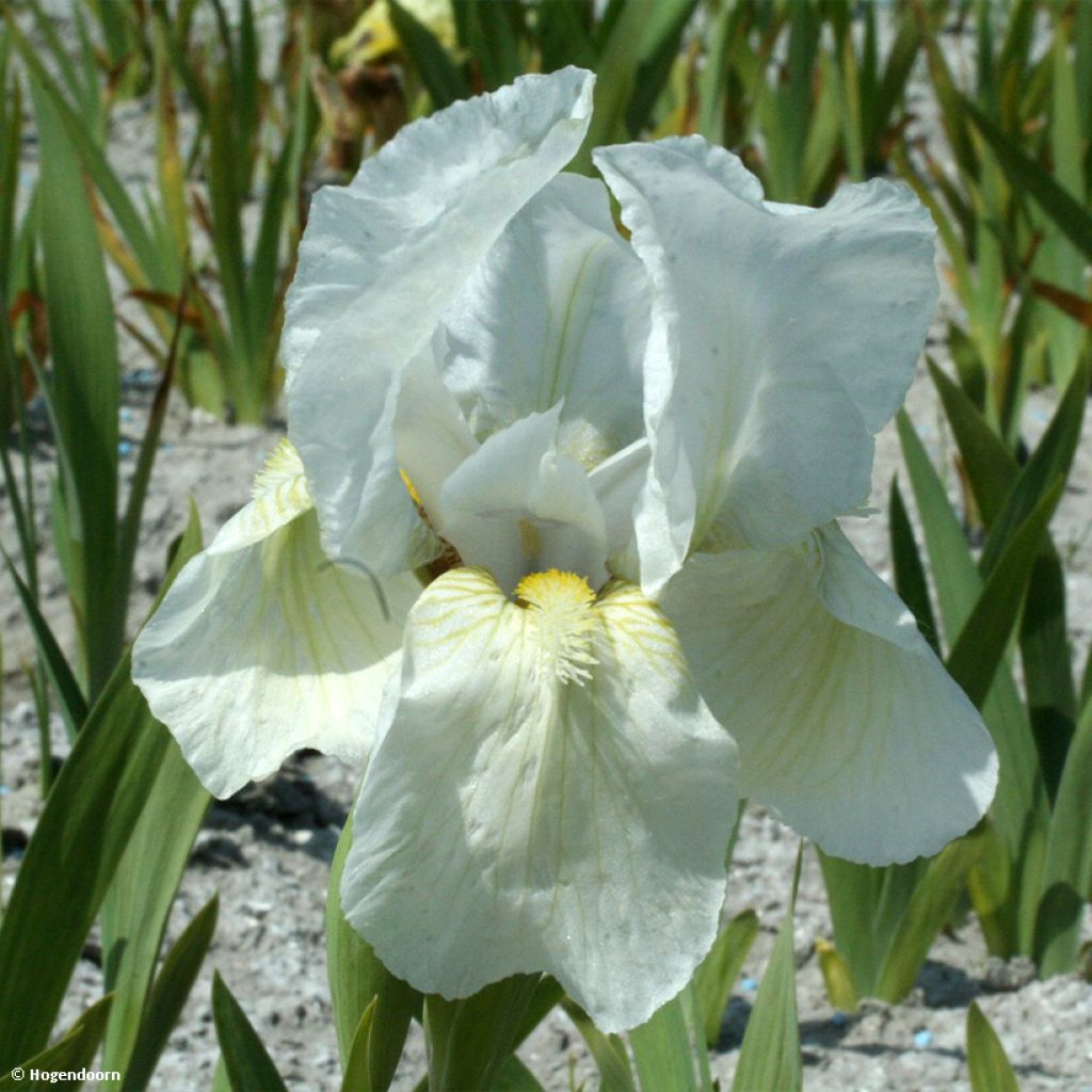 Iris germanica blanc achats avantageux sur