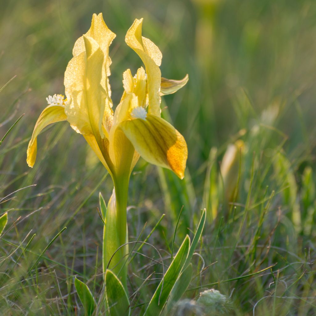 Iris pumila Jaune - Iris nain