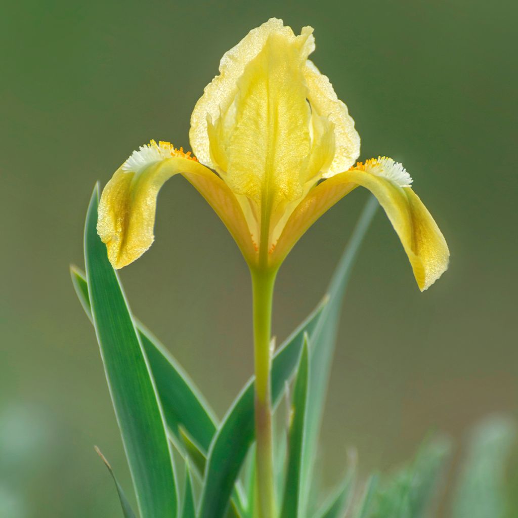 Iris pumila Jaune - Iris nain