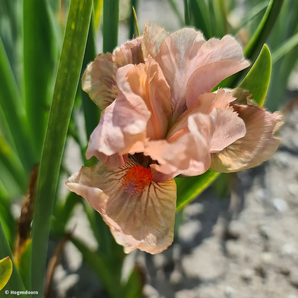 Iris pumila LA Ballet - Iris nain ou de rocaille