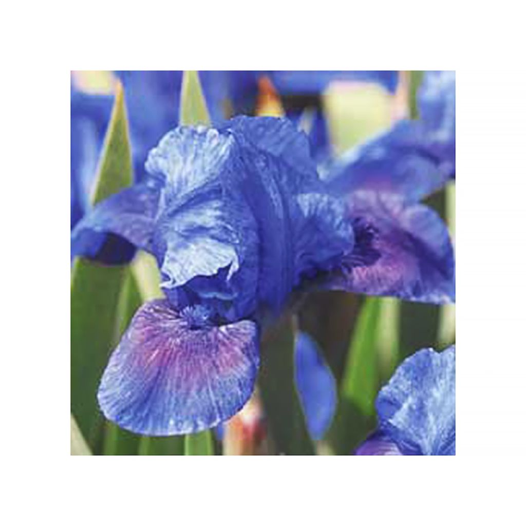 Iris pumila Smell The Roses - Iris nain ou de rocaille remontant