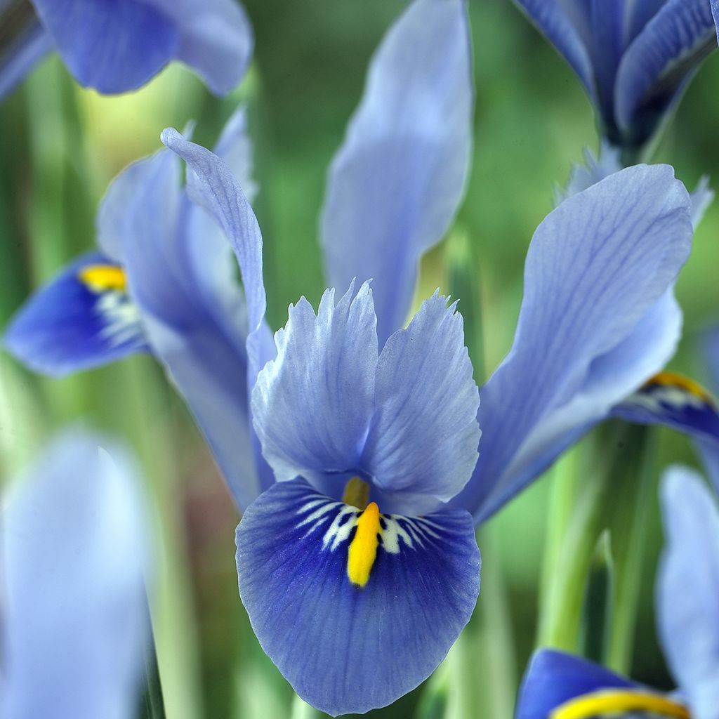 Iris reticulata Alida - Iris réticulé