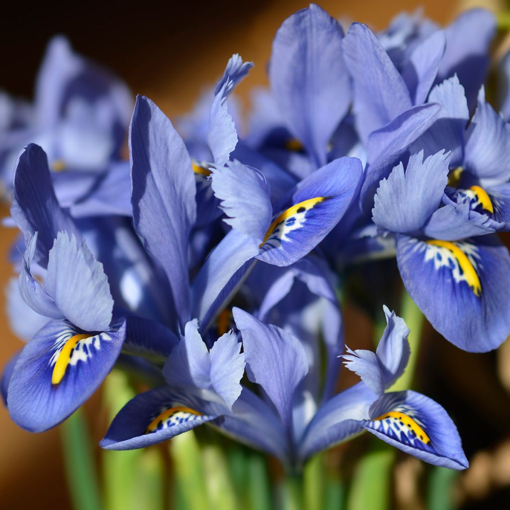 Iris reticulata Alida - Iris réticulé