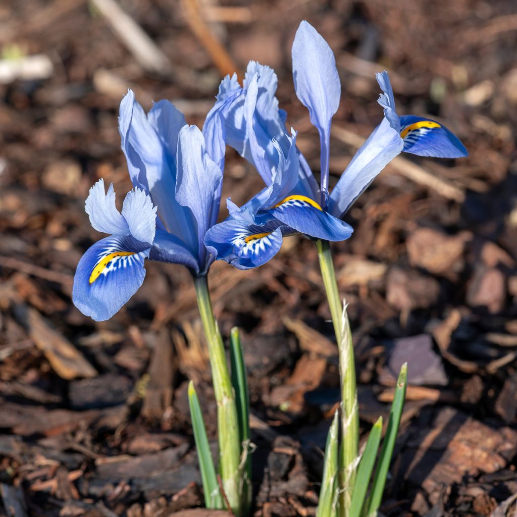 Iris reticulata Alida - Iris réticulé
