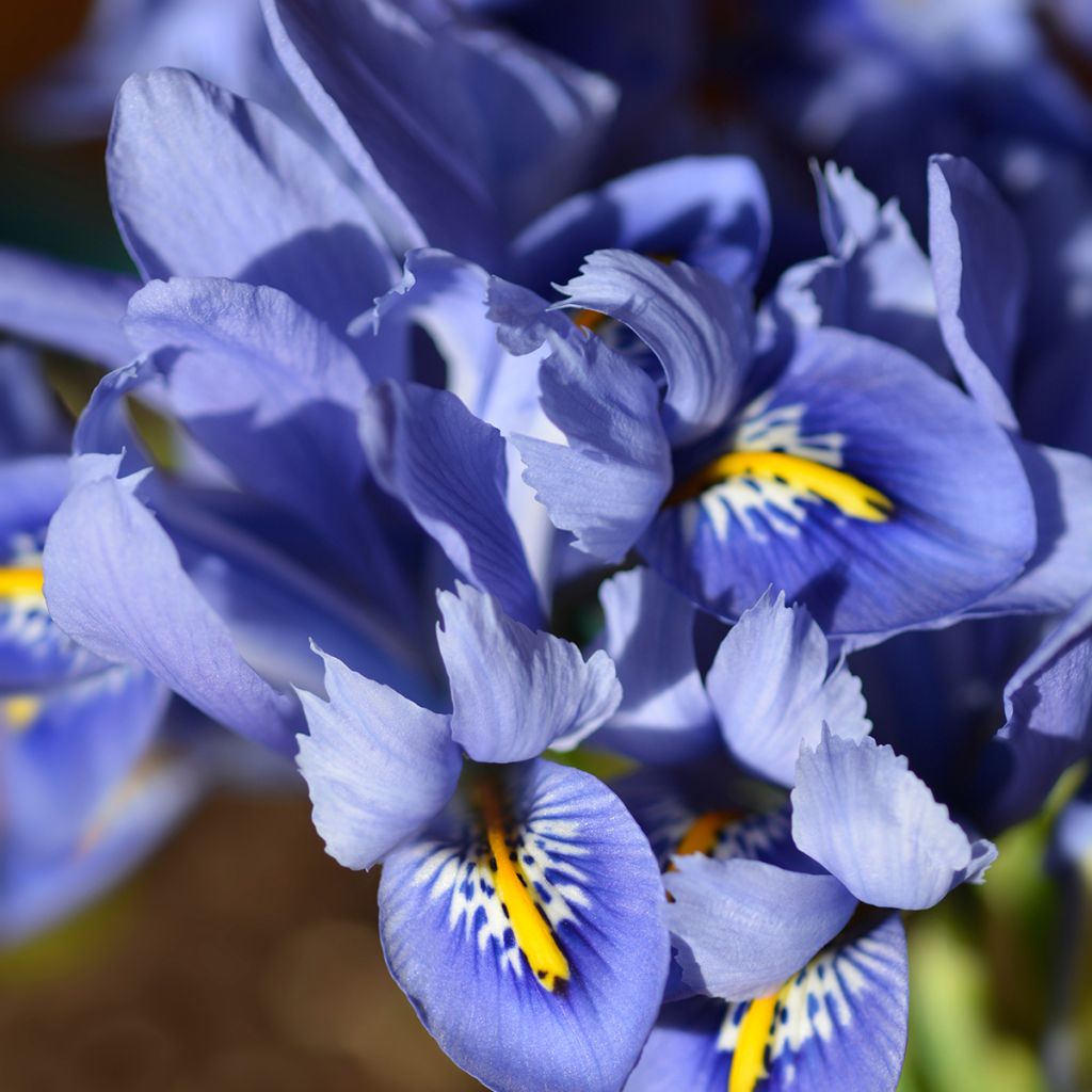 Iris reticulata Alida - Iris réticulé