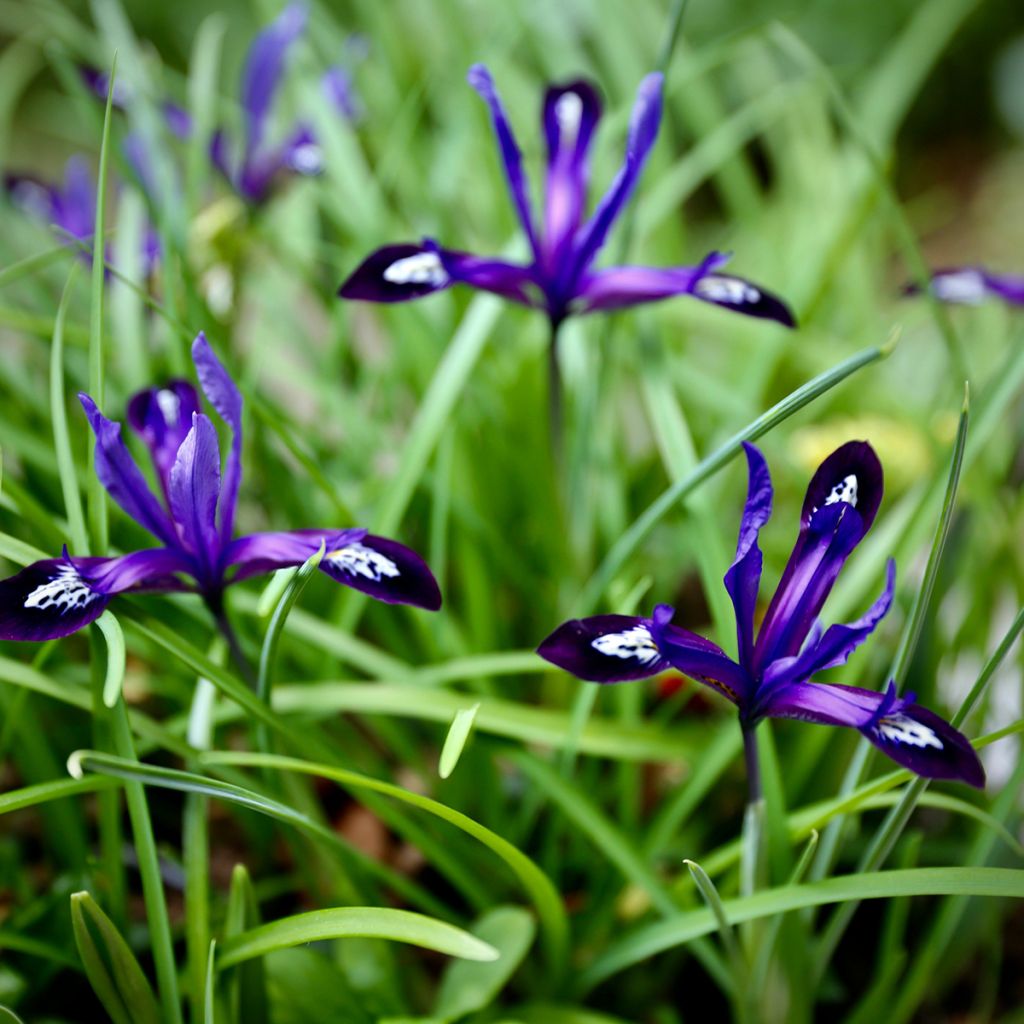 Iris reticulata Blue Note