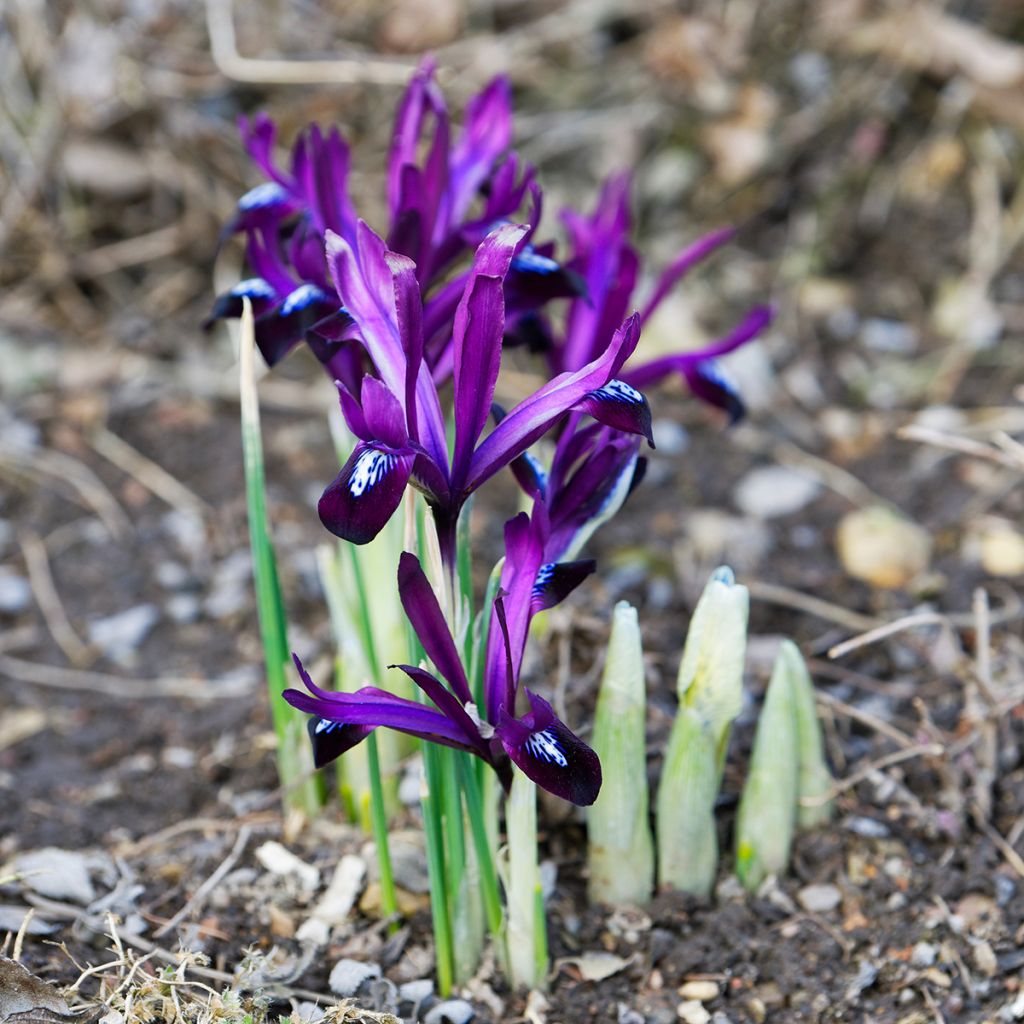Iris reticulata Blue Note