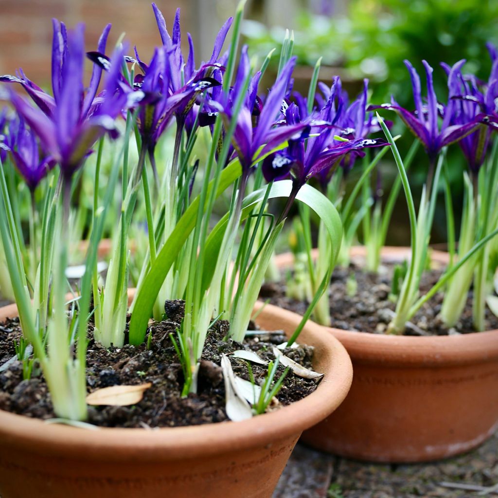 Iris reticulata Blue Note