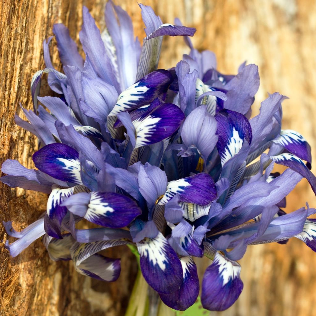 Iris reticulata Clairette - Iris réticulé