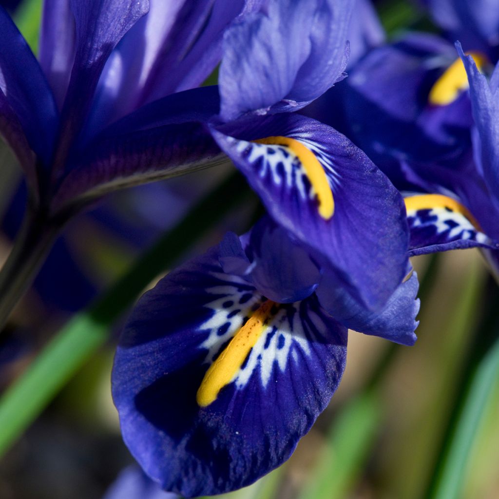 Iris reticulata Harmony