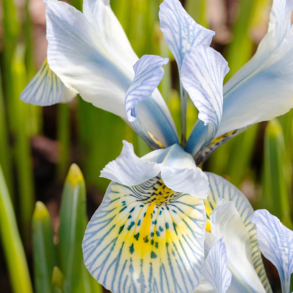 Iris reticulata Katharina Hodgkin