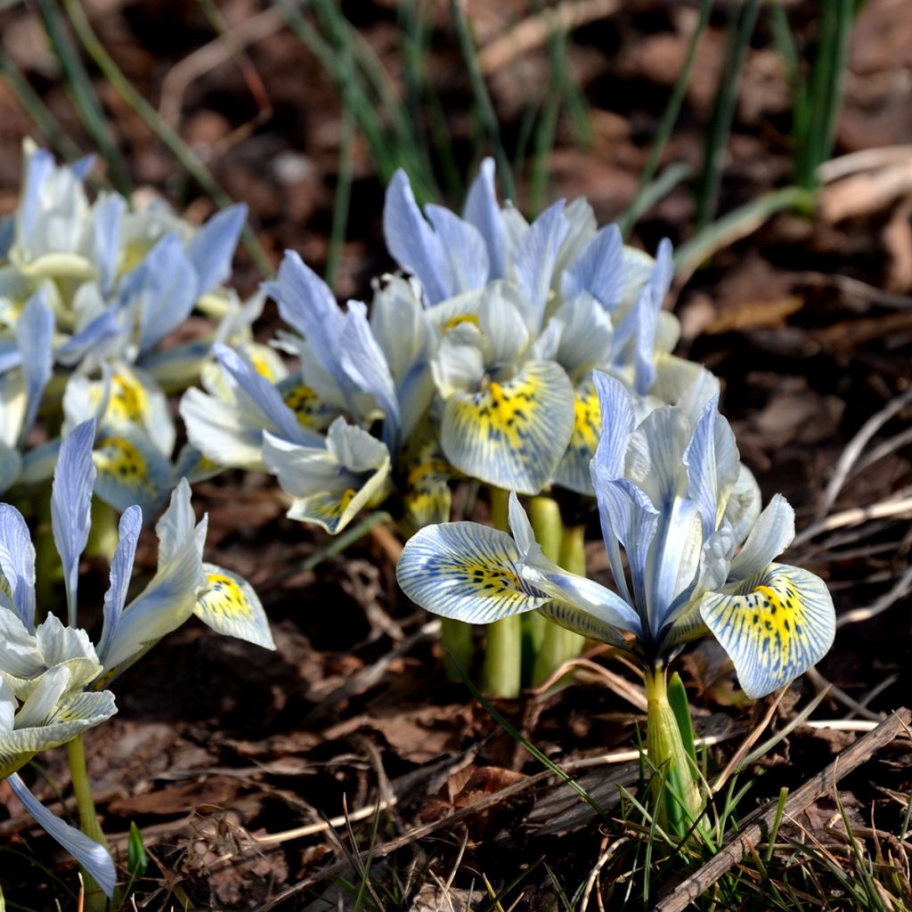 Iris reticulata Katharina Hodgkin