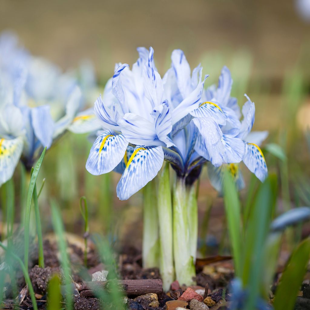 Iris reticulata Katharina Hodgkin