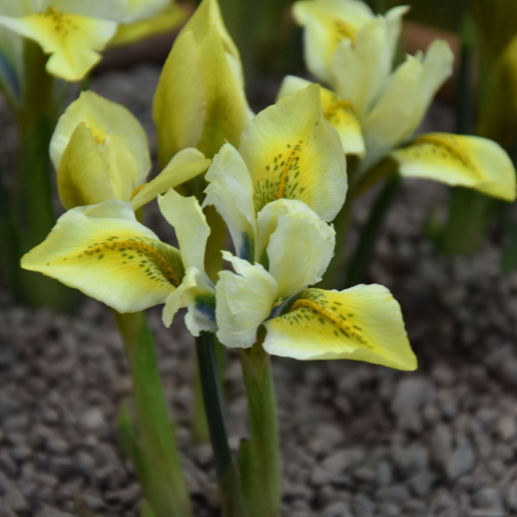 Iris reticulata North Star - Iris réticulé
