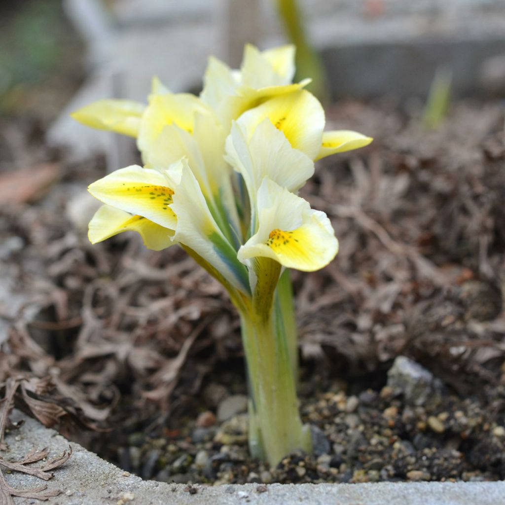 Iris reticulata North Star