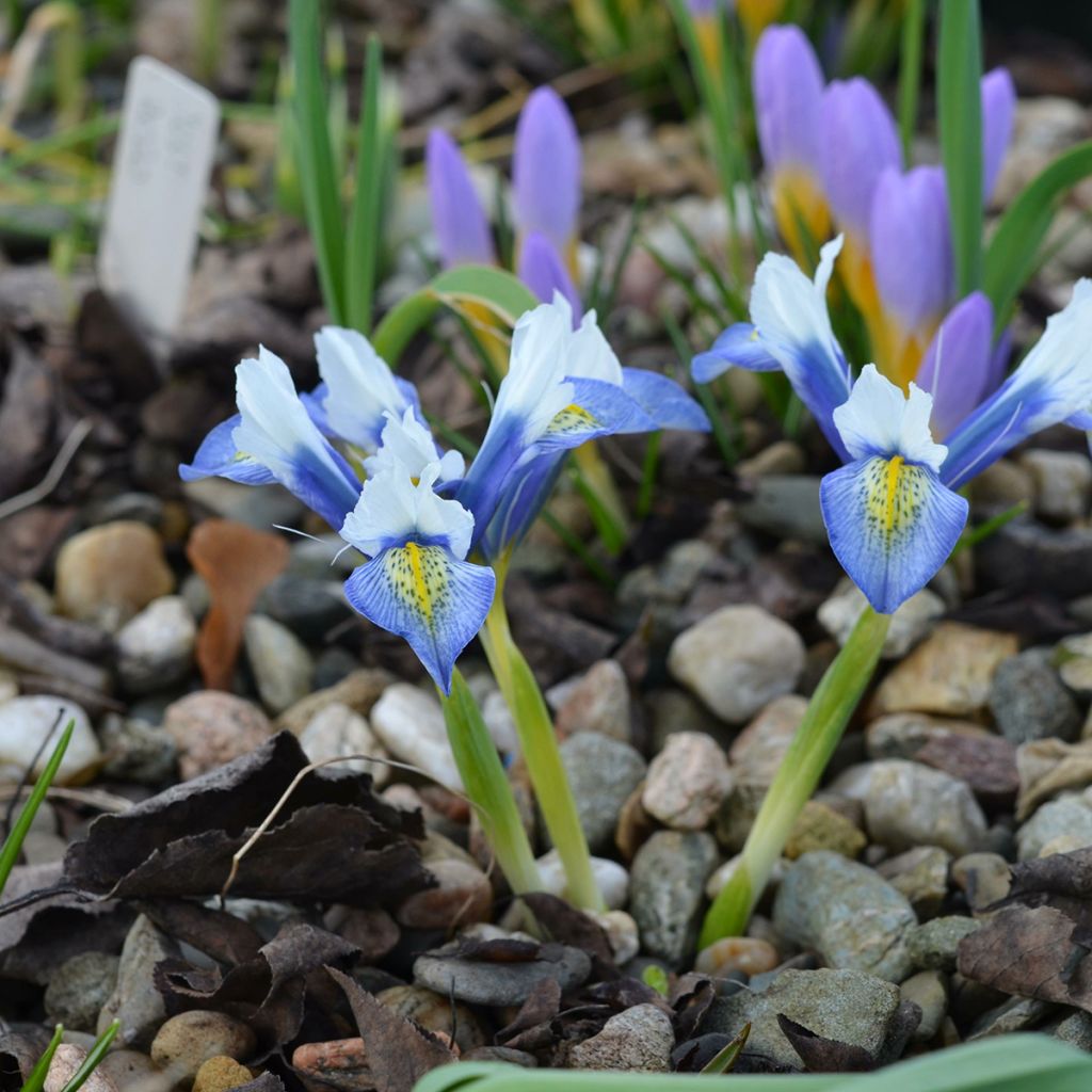 Iris reticulata Sea Breeze