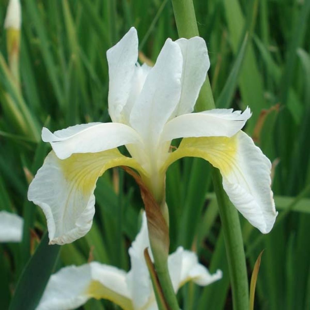 Iris sanguinea Snow Queen