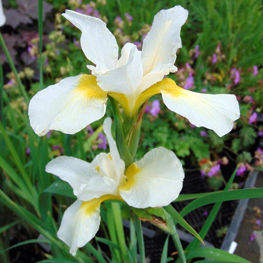 Iris sanguinea Snow Queen