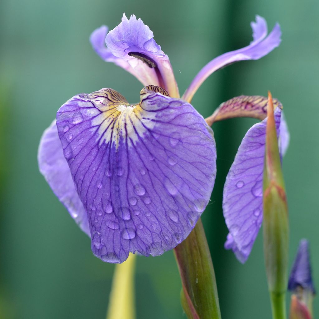 Iris setosa - Iris d'Alaska