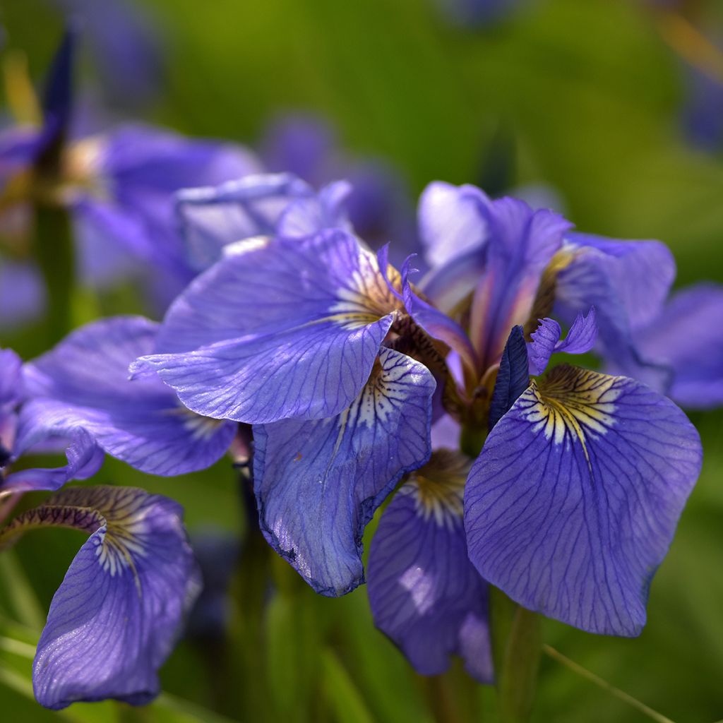 Iris setosa - Iris d'Alaska