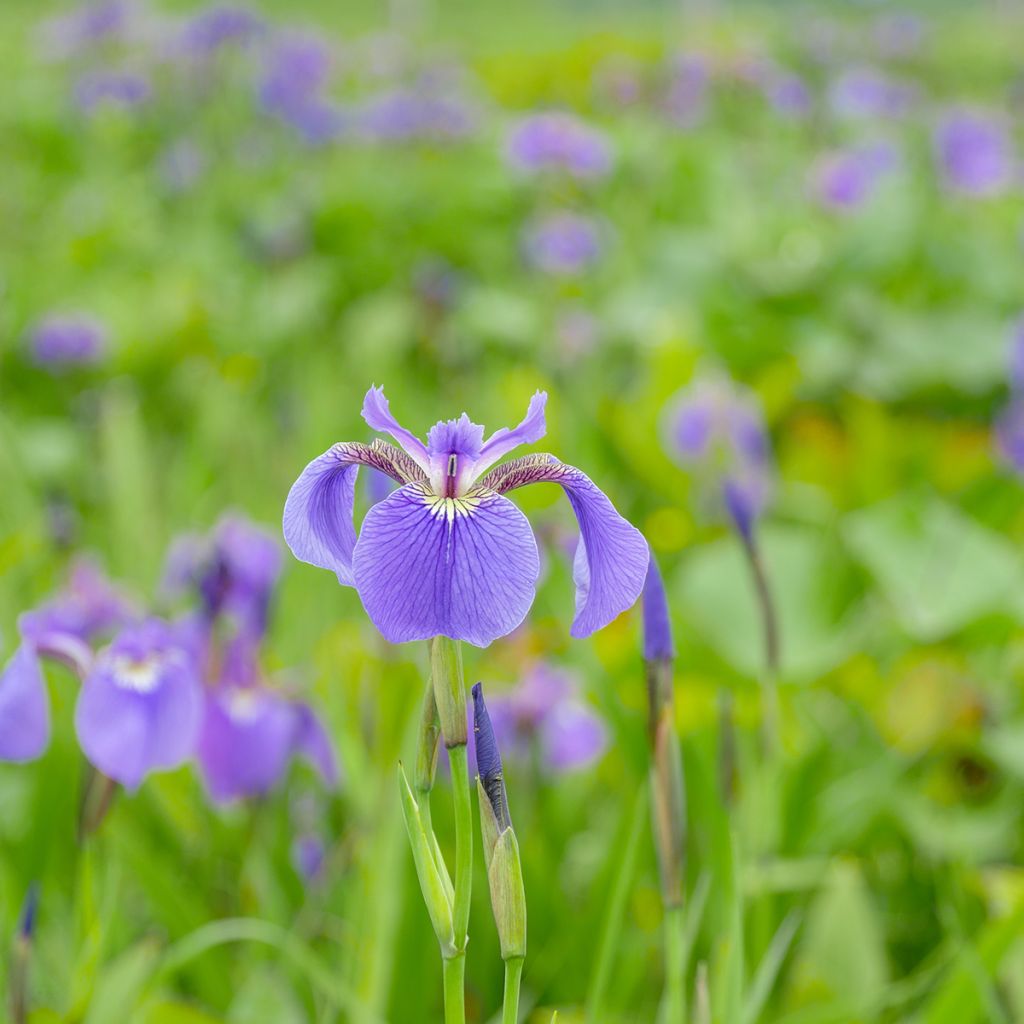 Iris setosa - Iris d'Alaska