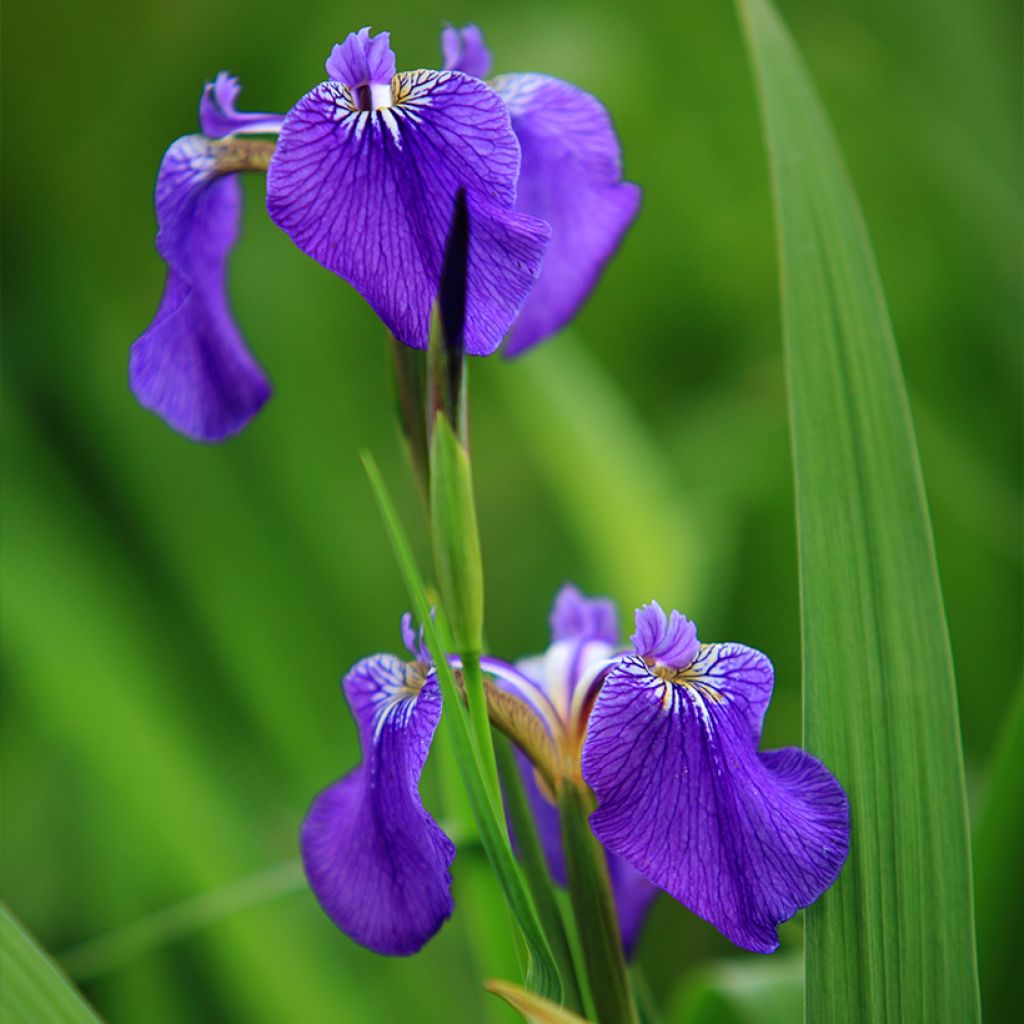 Iris setosa - Iris d'Alaska