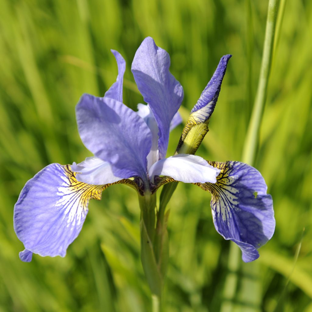 Iris sibirica Fran's gold - Iris de Sibérie
