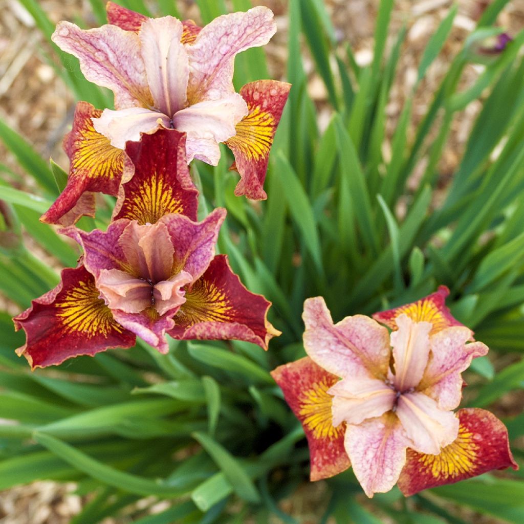 Iris sibirica Paprikash - Iris de Sibérie