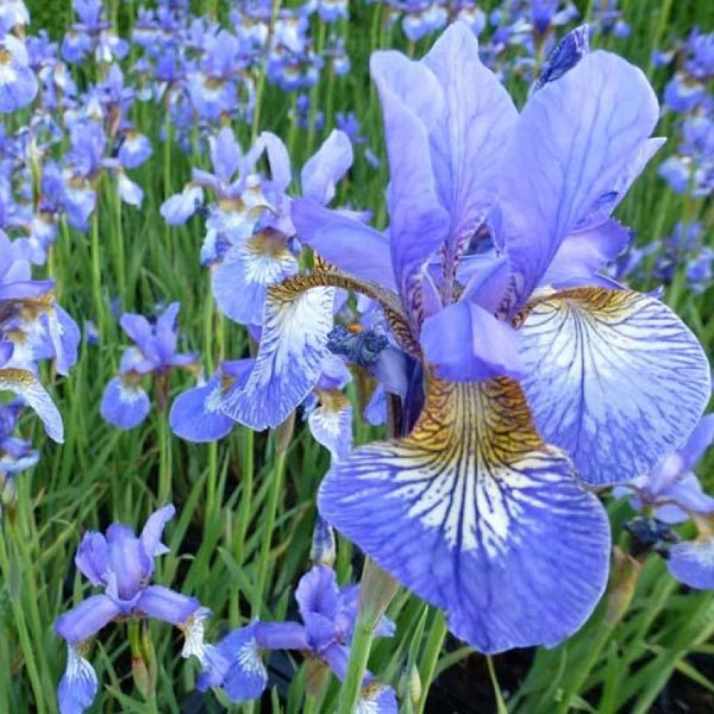 Iris sibirica Persimmon - Iris de Sibérie