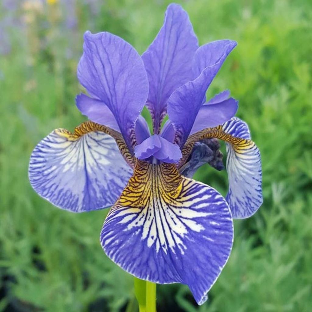 Iris sibirica Persimmon - Iris de Sibérie