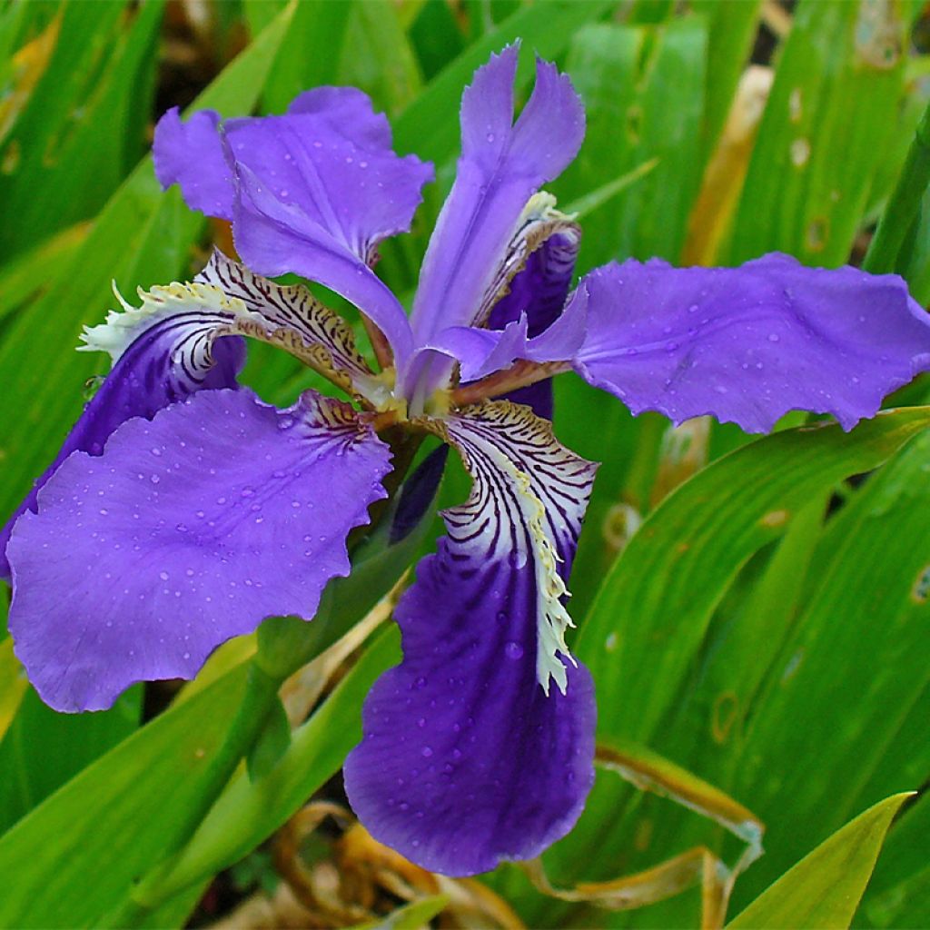 Iris tectorum - Iris des toits