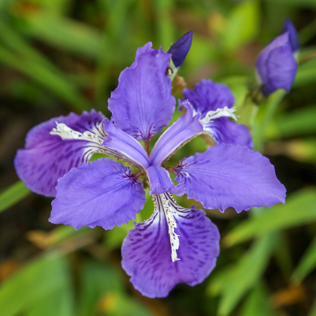 Iris tectorum - Iris des toits