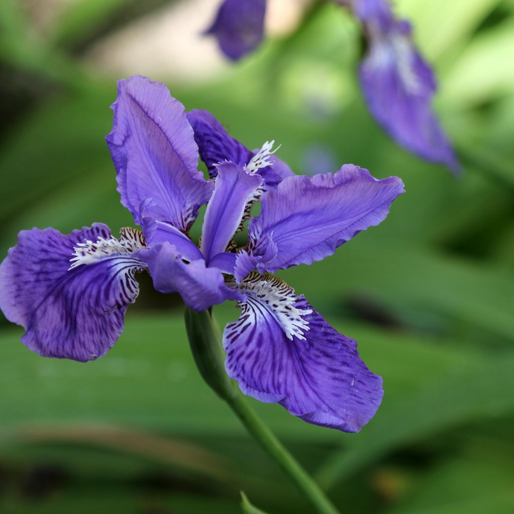 Iris tectorum - Iris des toits