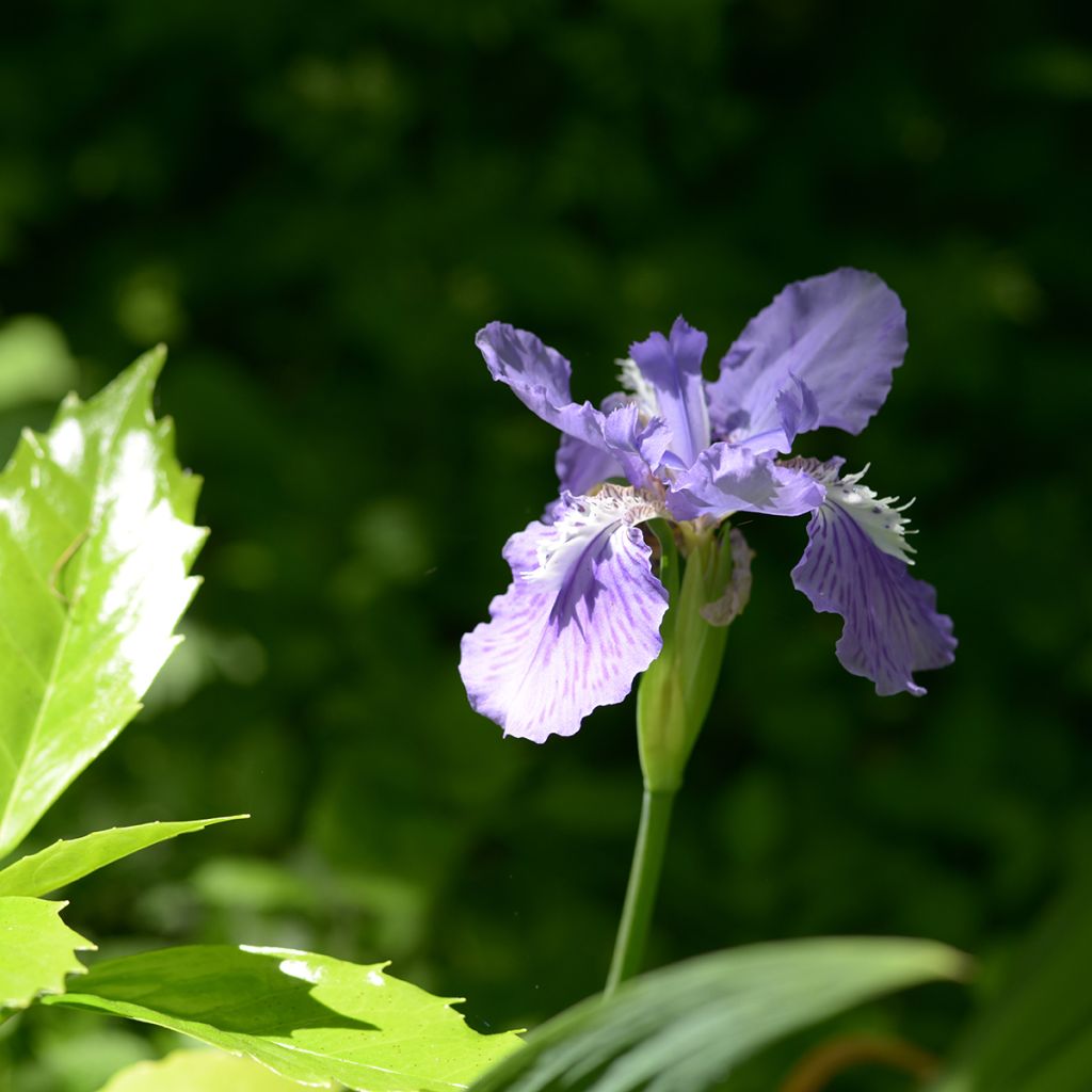 Iris tectorum - Iris des toits