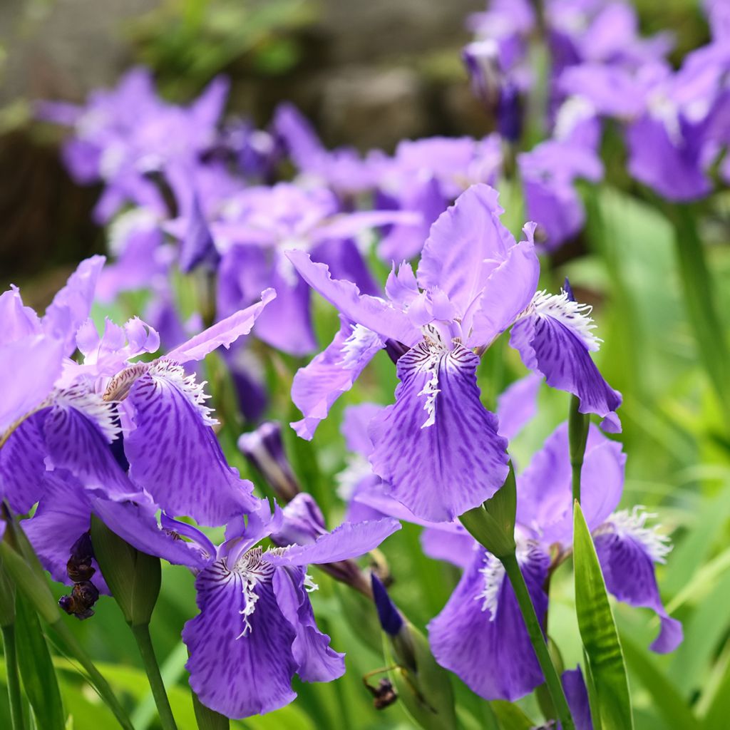 Iris tectorum - Iris des toits