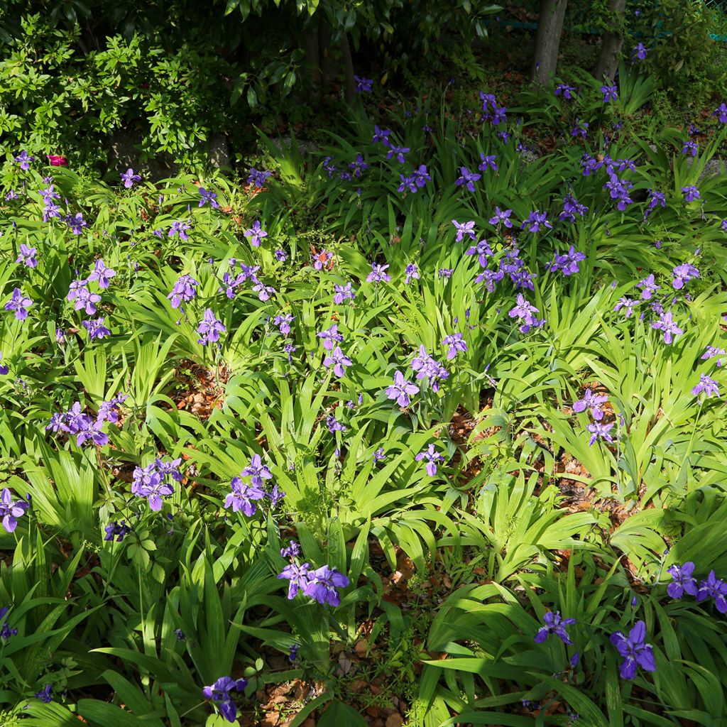 Iris tectorum - Iris des toits