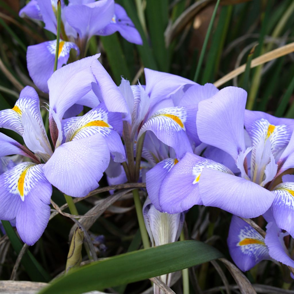 Iris unguicularis - Iris d'Alger