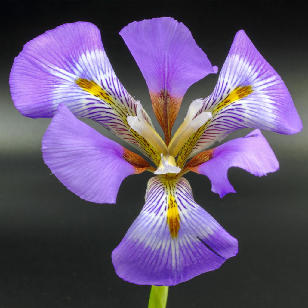 Iris unguicularis - Iris d'Alger