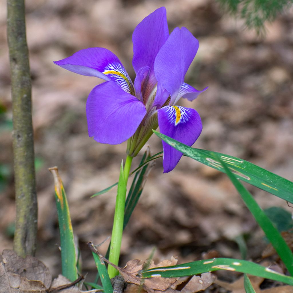 Iris unguicularis - Iris d'Alger